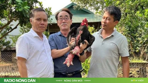 Lạ thay, khách du lịch Nhật, Hàn đến Hưng Yên chỉ để... thăm chuồng gà!