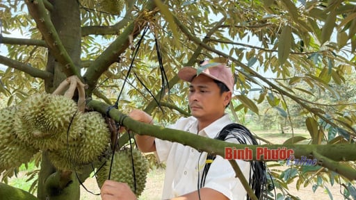 Thị trường sầu riêng “vàng thau lẫn lộn”, một HTX ở Bình Phước trồng sầu riêng gì mà thương lái tìm đến đặt cọc?