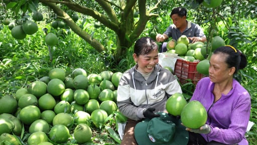 Từ tư duy “bán sạch” đến tư duy “sống sạch”, anh nông dân ở Bình Dương tạo ra thương hiệu trái cây hữu cơ thơm ngon