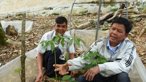Trước khi sáp nhập tỉnh Quảng Ngãi, một huyện của Kon Tum đã thành thủ trồng 'cây thuốc dấu' sau 20 năm kiên trì theo đuổi