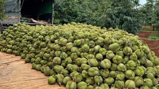 Sầu riêng xuất khẩu của Việt Nam, không còn chỗ cho ‘ăn may’