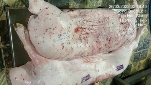 Người 'tố' Công ty C.P chế biến lợn, gà bệnh để bán ra thị trường nói, đang tiếp tục gửi đơn đến các cơ quan chức năng