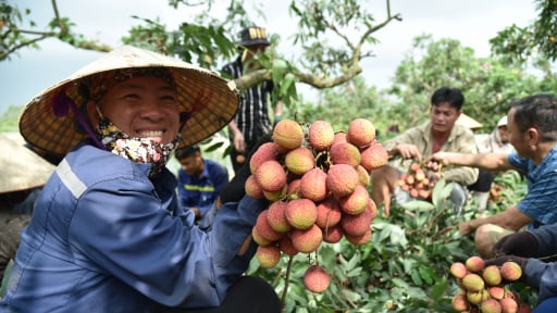 Vải chín sớm, quả đặc sản Quảng Ninh nhuộm đỏ một vùng, thương lái thu mua tận vườn