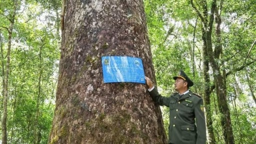108 cây cổ thụ có tên trong sách Đỏ ở rừng Lâm Đồng được công nhận điều này trước khi sáp nhập Bình Thuận, Đắk Nông