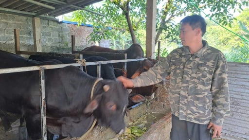 Anh nông dân Thái Nguyên nuôi 'cỗ máy sản xuất thịt nạc' kiểu tranh thủ, ai ngờ lại trúng lớn