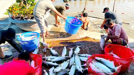 Trước giờ sáp nhập tỉnh Bình Dương, Bà Rịa-Vũng Tàu, ở TP HCM, đây là huyện có diện tích đất nông nghiệp lớn nhất