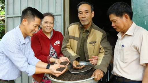 Trồng giống tiêu lá nhỏ 'quê' Quảng Trị, nhiều nhà vườn ở Lâm Đồng đang có thu nhập tiền tỷ