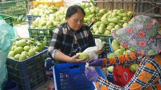 Trước giờ sáp nhập tỉnh Tiền Giang, UBND tỉnh Đồng Tháp ký ban hành một Kế hoạch quan trọng liên quan đến Hợp tác xã kiểu mới
