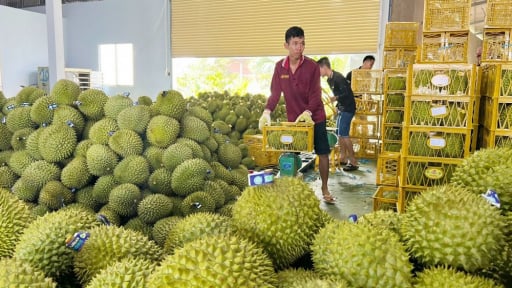 Trồng 'cây tiền tỷ' thời 'một cái khó ló 3 cái giảm', ở Vĩnh Long vì sao quả nhỏ lại bán nhanh hơn?