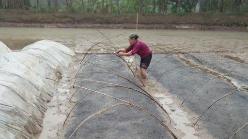 Người nông dân có được hưởng lương hưu không?