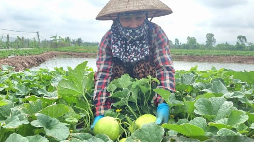 Trên bãi bồi ven biển Kim Sơn, nông dân Ninh Bình rủng rỉnh tiền nhờ trồng thành công loại quả đẹp mã, ăn ngon