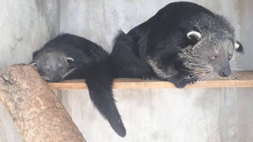 Qua một vụ án, Trung tâm này kiến nghị nhà nước cấp bách ban hành danh mục các loài động vật hoang dã được phép nuôi sinh sản vì mục đích thương mại