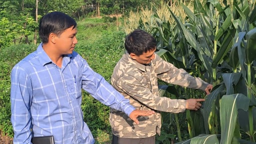 Cận cảnh trang trại nuôi bò kiểu nông nghiệp tuần hoàn ở Thái Nguyên, vật nuôi khỏe, ông chủ cũng khỏe luôn