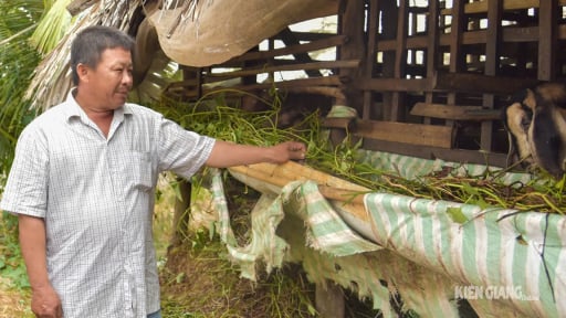 Đây là con đặc sản đang tăng giá tốt ở Kiên Giang, hễ nhà nào nhiều là trúng lớn