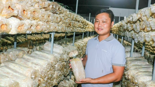 Một anh tỷ phú Vĩnh Long trồng rau gì giàu protein ở trong nhà kín, thương lái vô tận nơi mua giá 45.000 đồng/kg