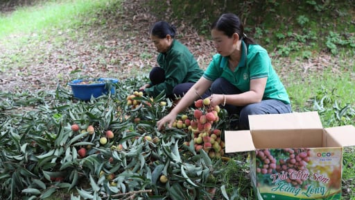 Nông dân Phú Thọ bán quả ngon đạt 3 sao OCOP “đắt như tôm tươi”