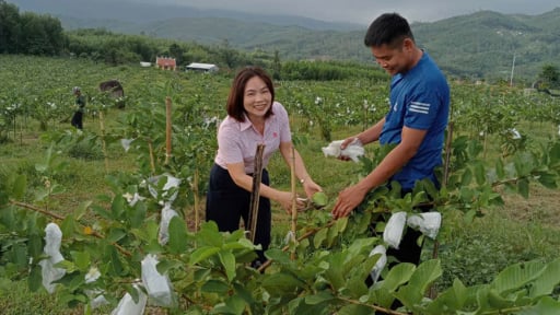 Quảng Nam: Sản xuất nông nghiệp theo chuỗi liên kết giá trị, điểm sáng giảm nghèo của huyện Quế Sơn