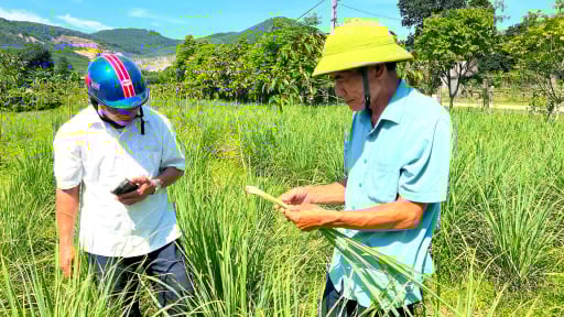 Nông dân Hà Tĩnh trồng cây gì tốt um mà bán cả củ, lá, thu nhập gấp 4 lần so với cây màu khác?