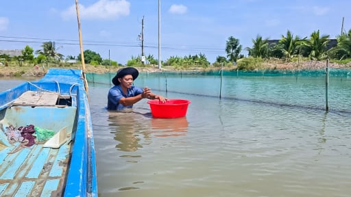 Một nơi ở Cà Mau, dân nuôi 'con đại bổ' chung nhà với tôm sú, hễ bắt bán là cả 2 con đều 'bị' thương lái khuân đi hết sạch