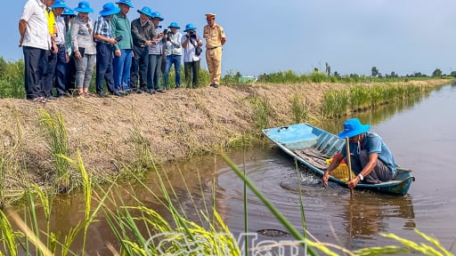 Nuôi tôm 2 giai đoạn ở Cà Mau là nuôi kiểu gì mà bắt lên toàn con to bự, ông chủ khỏe re?