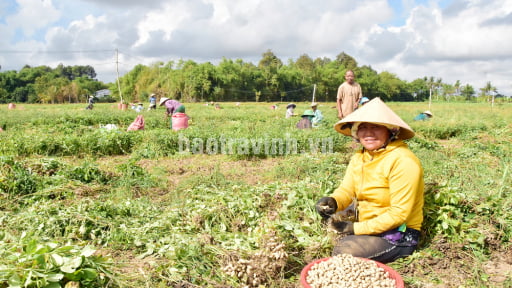 Loại cây mọc tốt um ngoài đồng ở Trà Vinh, quả thò ra vùi ngay xuống đất gọi là củ, hễ nhổ lên là la liệt củ, cứ nói bán là khối người mua