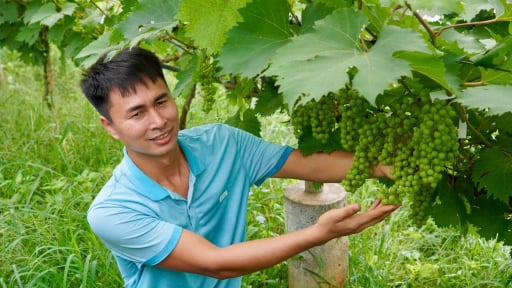 Giữa hòn đảo trên hồ Thác Bà của tỉnh Yên Bái, xuất hiện một trang trại nho hình trái tim, ai đã đến cũng muốn quay lại