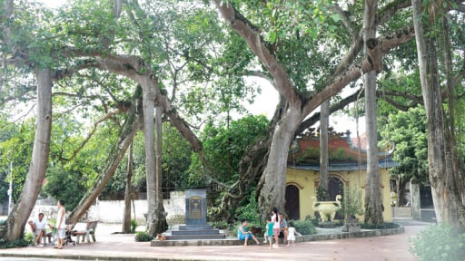 Một cây cổ thụ la liệt rễ to dài cứ ngỡ là thân, đứng sừng sững hơn 300 năm rồi trên đất Đinh Xá ở Hà Nam