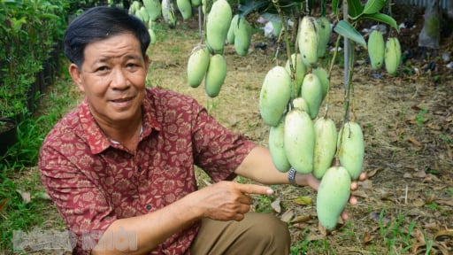 Đây, giống xoài mới lạ ở Bến Tre, cây thấp tè trái thả la la quá trời, có một cây đầu dòng hiếm có