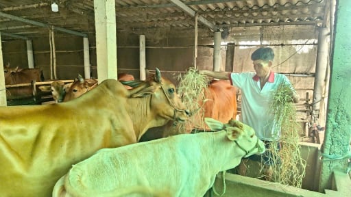 Mô hình nuôi bò sinh sản ở Long An đang giúp giảm hộ nghèo, tăng hộ khá giả