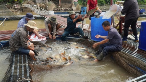 Bắc Ninh ban hành kế hoạch bảo vệ và phát triển nguồn lợi thủy sản đến năm 2030