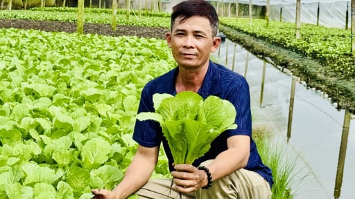 Trồng rau an toàn ven đô thị Cần Thơ, mô hình giảm nghèo hay, có nhà còn khá giả hẳn lên