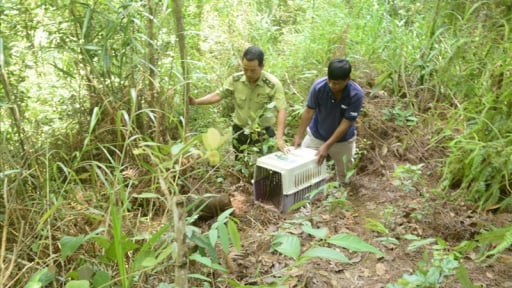 Ở Đắk Nông có khu rừng bên 'Vịnh Hạ Long trên' cạn, có 34 loài động vật sách Đỏ, trả tiền gì cho dân mà lên đến hàng chục tỷ?