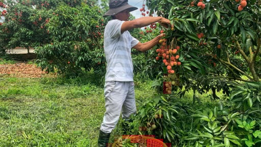 Trước giờ sáp nhập tỉnh Đắk Lắk, Phú Yên xây dựng thành công vùng trồng cây ăn trái, toàn quả ngon thế này đây