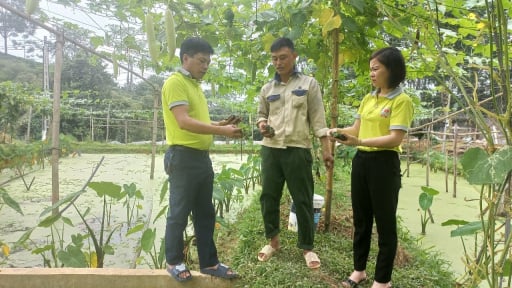 Hội viên, nông dân một huyện ở Thái Nguyên tích cực xây dựng nông thôn mới, trồng hàng nghìn cây xanh, làm hơn 10km đường hoa