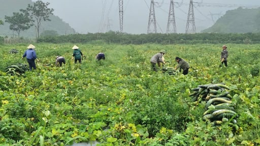 Trồng bí xanh kiểu lạ đời ở Thanh Hóa, cho dây bò lung tung tốt um, ấy thế mà bẻ la liệt quả, lãi đậm tay