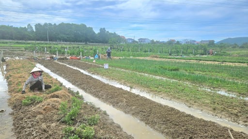 Cánh đồng “no nước” gieo vụ lúa mới, cách giúp nông dân tỉnh Quảng Trị mới giảm nghèo, làm giàu