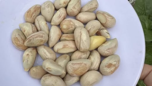 Bây giờ nói đến khối người cười vang, nhưng ngày xưa vì sao người ta hay ăn hạt mít luộc?