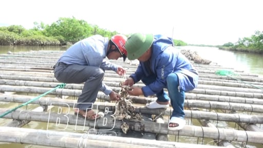 Ở một cửa sông tại Thái Bình, ông nông dân này nuôi con gì mà chả phải cho ăn, lãi 2 tỷ/năm
