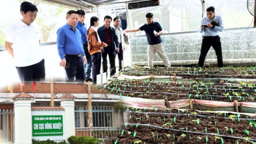 Chi cục Nông nghiệp Kon Tum nói lý do “quay xe” để cấp mã vùng trồng sâm Ngọc linh cho doanh nghiệp