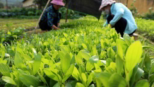 Trước ngày sáp nhập tỉnh Giang chung một tên mới, UBND tỉnh Tuyên Quang đã phê duyệt một Đề án quan trọng liên quan đến rừng