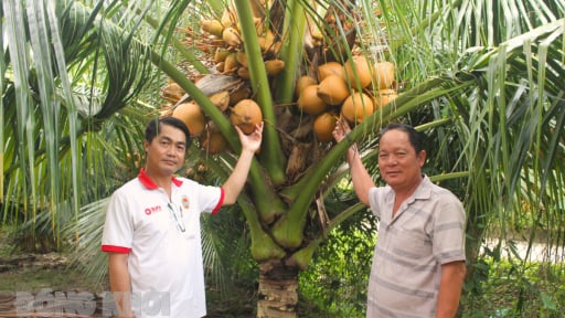 Loại cây đặc sản Bến Tre này thấp tè mà trái quá trời, nông dân bán giá tốt
