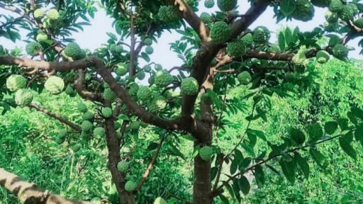 Trước thềm 'đón' tỉnh Long An về 'chung nhà', Tây Ninh có cây đặc sản nổi tiếng ra quả ngon quá trời như thế này đây