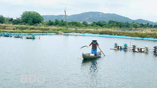 'Ngày nắng đêm mưa' khiến nông dân nuôi con gì ở Bình Định lo phập phồng?