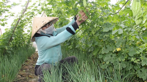 Trước ngày sáp nhập tỉnh Tây Ninh, ở Long An, mô hình nông nghiệp hữu cơ giúp nông dân thu nhập tốt, người tiêu dùng yên tâm