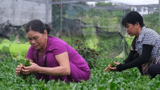 Đây, loại rau thơm hễ dính tí nước ẩm là tốt um, dân nơi này của Thái Bình cứ cắt là bán nhanh như tôm tươi