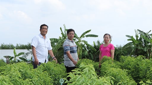 Nấu canh ăn ngọt như mì chính, loại rau bổ dưỡng này ở Bà Rịa-Vũng Tàu hễ dân cắt là bán hết veo
