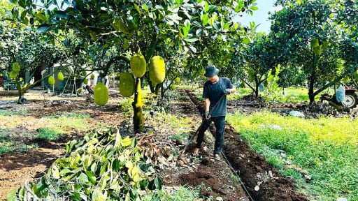 Trái cây xuất khẩu của Việt Nam đối diện khủng hoảng thừa, nhìn từ nhà vườn ở Đồng Nai