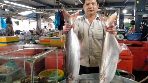 Trước giờ sáp nhập, các tỉnh ĐBSCL nuôi thành công các loại cá đặc sản, cá to bự này ở An Giang bán 350.000 đồng/kg
