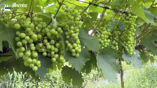 Yên Bái: Ngọt ngào nho sữa Hàn Quốc giữa đảo hồ Thác Bà