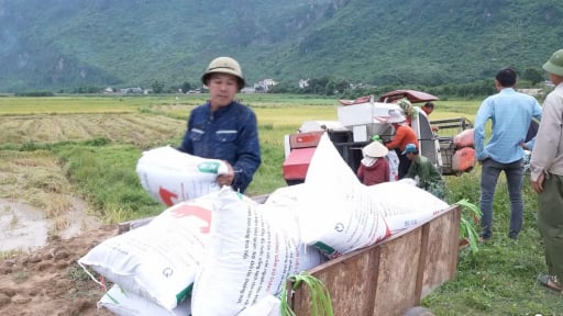 Nông dân Hòa Bình chạy đua với thời gian, bảo vệ thành quả vụ xuân trước thời tiết bất lợi